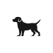 Sandy Mini Dachshund Puppies
